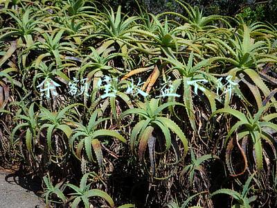 余额宝收益下降