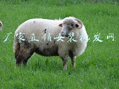 厂家直销女装批发网