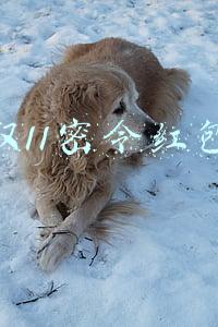 双11密令红包