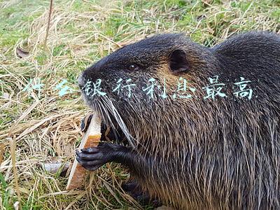 什么银行利息最高