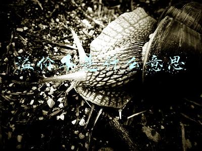 溢价率是什么意思通俗(老周侃股：可转债转股溢价率是怎么回事)