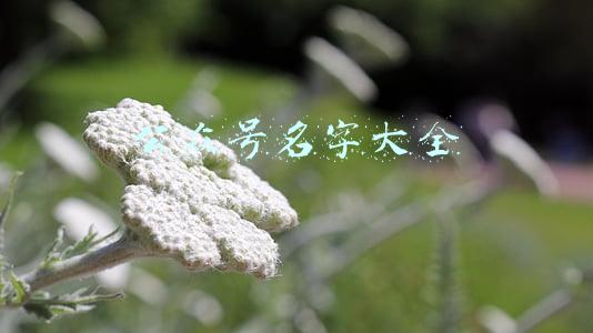 有关教育的公众号名字大全(多看这些订阅号变得更优秀)