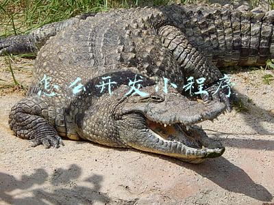 怎么开发小程序