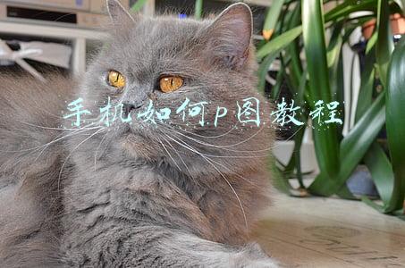手机如何p图教程