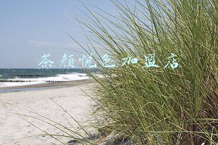 茶颜悦色加盟店