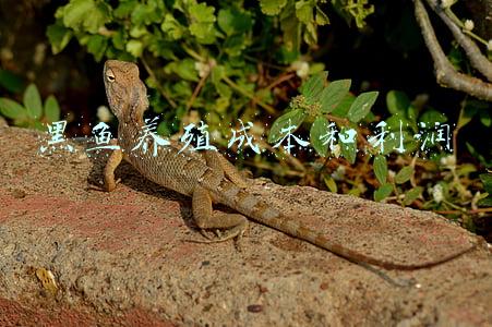 黑鱼养殖效益(黑鱼大热！一包料出鱼36斤，亩赚6万多)