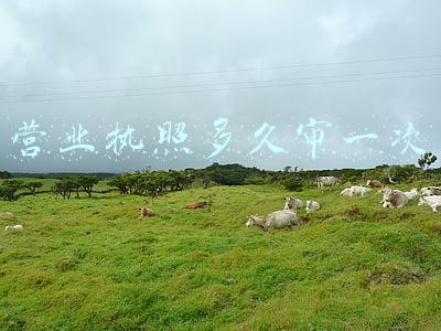 营业执照多久审一次