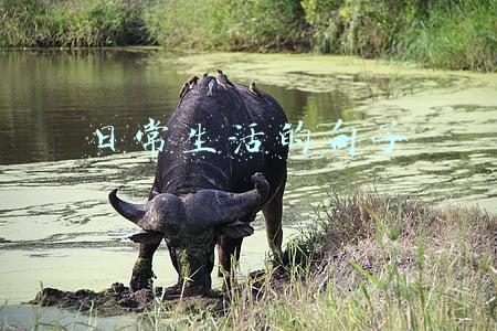 日常生活的句子