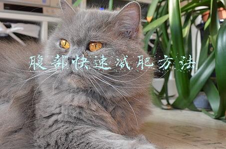 腹部快速减肥方法