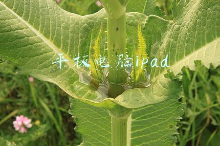 平板电脑ipad