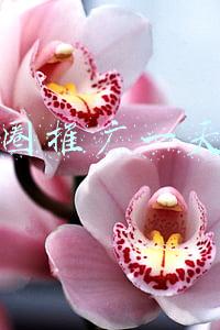 朋友圈推广一天30元