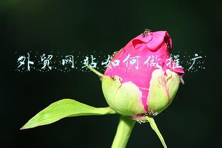 外贸网站如何做推广