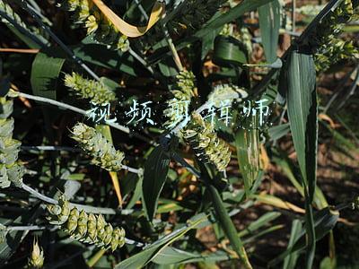 视频剪辑师