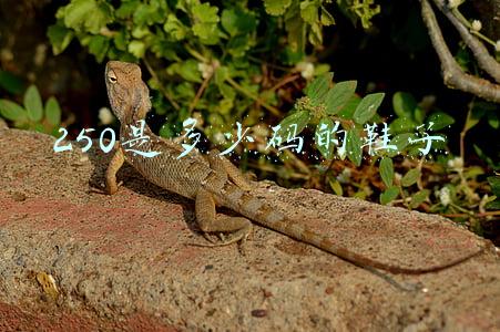 250是多少码的鞋子女鞋(闪亮的普通人)