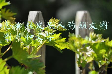 怎么转发别人的朋友圈图片和文字
