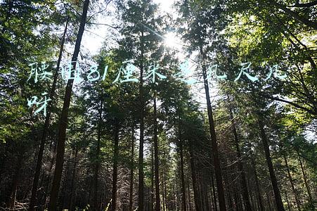腰围81厘米是几尺几呀