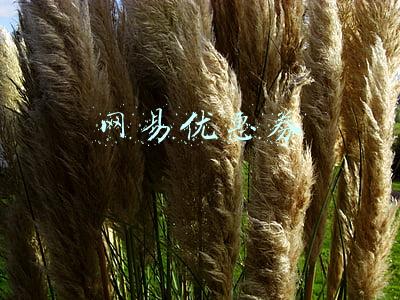 网易优惠券