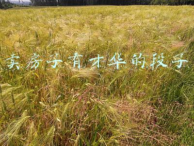 卖房子有才华的段子