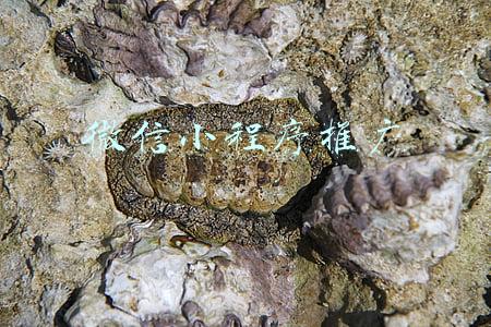 微信小程序推广