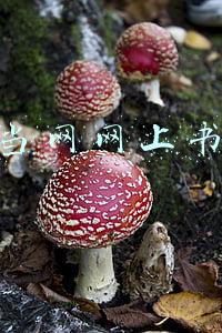 当当网网上书店