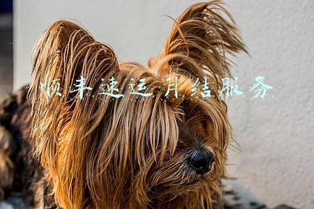 顺丰速运月结服务平台(顺丰月结寄大件功能正式上线)
