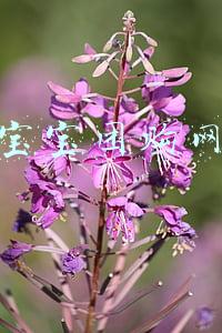 宝宝团购网