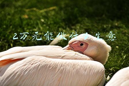 2万元能做什么生意