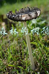 蚂蚁森林的树待认领