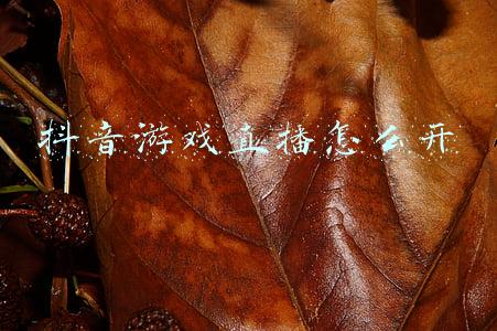 抖音游戏直播怎么开