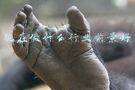 现在做什么行业前景好