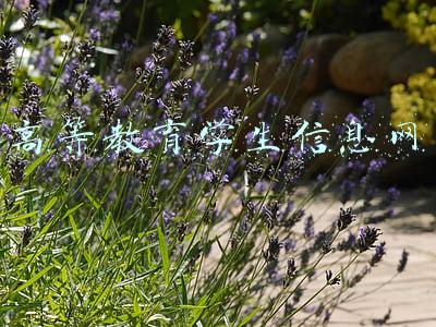 高等教育学生信息网