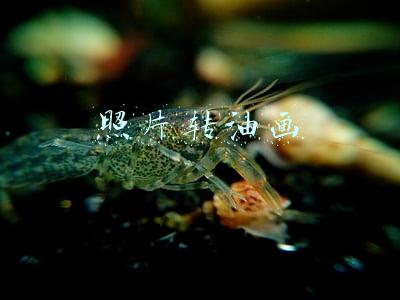 照片转油画