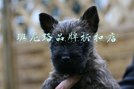 班尼路官网专卖店电话(班尼路为何走向没落)