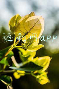 返利网app