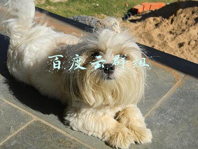 百度云群组
