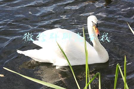 微信群聊怎么找