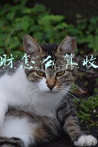 理财怎么算收益