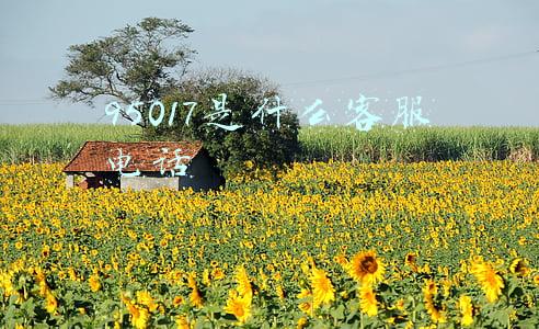 95017是什么客服电话说我微信支付多少钱(95017的微信扣款信息)