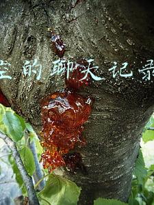 已清空的聊天记录怎么恢复