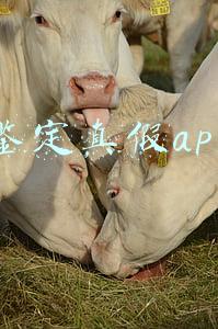 鉴定真假app