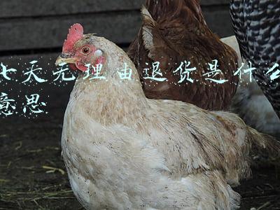 七天无理由退货是什么意思