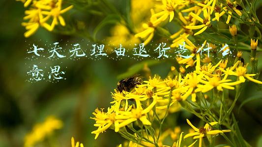 七天无理由退货是什么意思