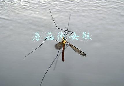 蘑菇街女鞋