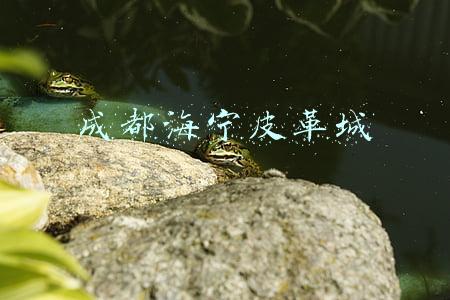 成都海宁皮革城