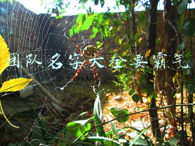 团队名字大全要霸气