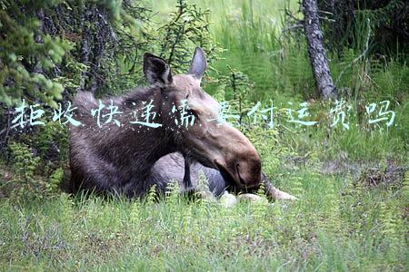 拒收快递需要付运费吗