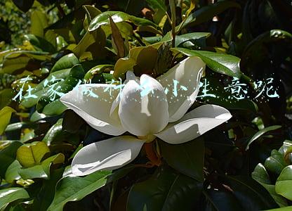在家做什么小生意好家庭致富妙招30个(20个绝妙的小生意经)