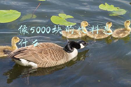 像5000块的饮料是什么