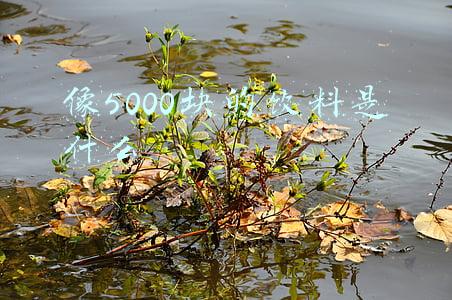 像5000块的饮料是什么
