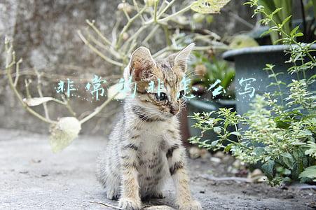 非常的非怎么写